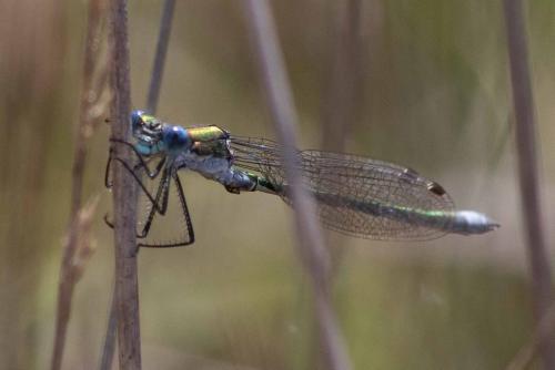 Lestes sp.